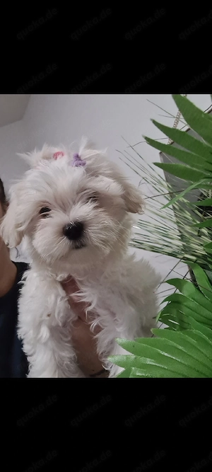 Shih-tzu malteser mix Bild 4