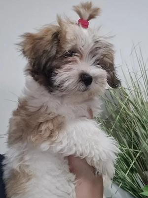 Shih-tzu malteser mix Bild 3
