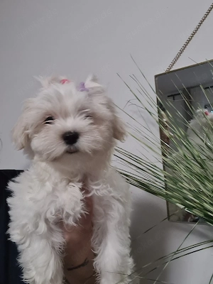 Shih-tzu malteser mix Bild 5
