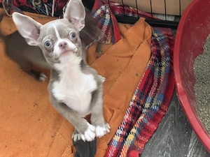 Süße Chihuahua Jungs mit Ahnentafel  russische Abstammung 
