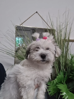 Shih-tzu malteser mix