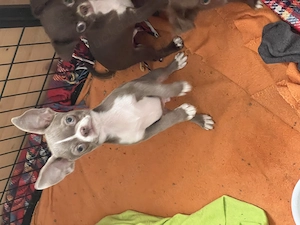 Süße Chihuahua Jungs Blau und Schoko Bild 2
