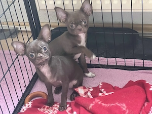 Süße Chihuahua Jungs Blau und Schoko Bild 5