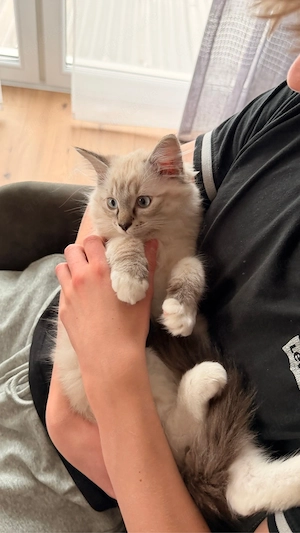 Ragdoll Kitten, Kätzchen, Babys