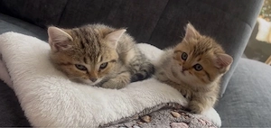 BKH+Perser-Mix Katzenbabys