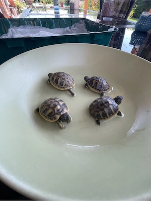 Griechische Landschildkröten Bild 3
