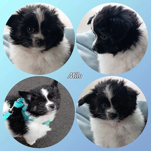 Wunderschöner Papillon Pomchi Mix Welpe