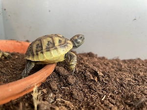 Griechische Landschildkröten