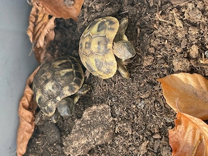 Griechische Landschildkröten Bild 2