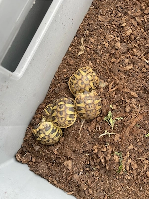 Griechische Landschildkröten Bild 5