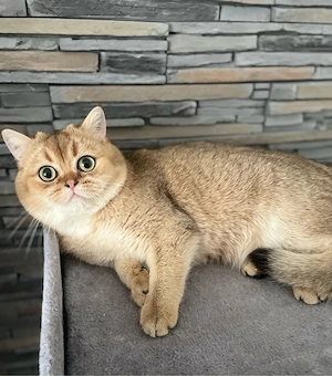 BKH Deckkater