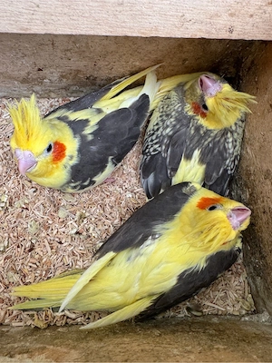 Nestjunge Nymphensittiche
