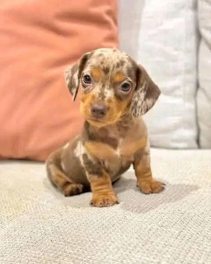 Daschunds 