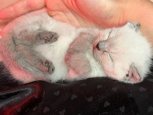 BKH Kitten