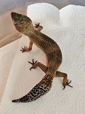 0.1. Tangerine Black Night Cross Leopardgecko Weibchen