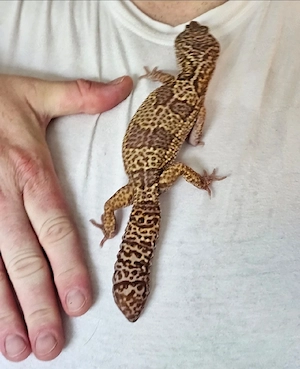 1.0. Mack Snow Tremper Albino Leopardgecko Männchen Giant