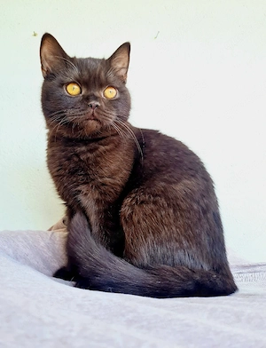 BKH Schokolade Kater Reinrassig 