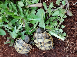 Nachzuchten griechische Landschildkröte abzugeben 