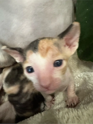 Cornish rex 