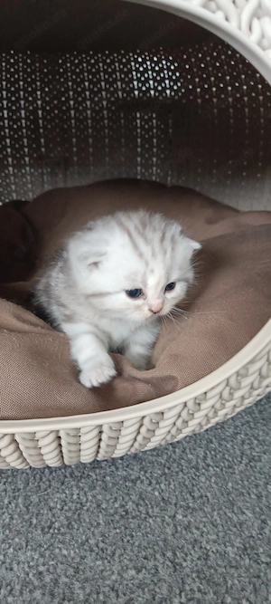 Baby Katze BKH 