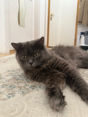 Britischkatze