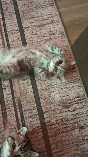 2 Seltene Reinrassige BKH Kitten 