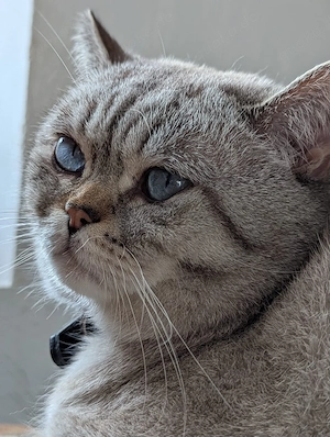 BKH Deckkater  Bild 4