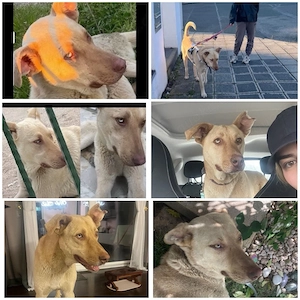 Suche neues zu Hause für meinen großen lieben Hund
