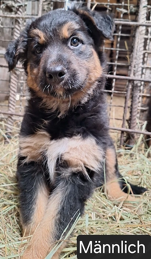 Bordercollie 