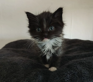 Türkisch Angora mix kitten
