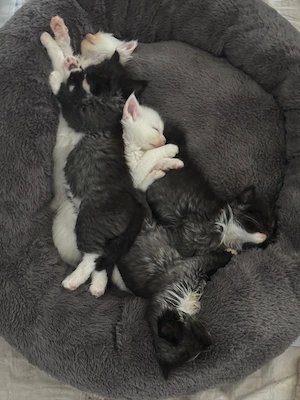 Türkisch Angora mix kitten