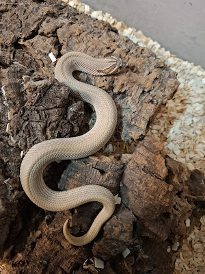 1.0 Heterodon nasicus Candy Superconda 