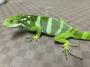 Brachylophus fasciatus (Fitschi Leguan)