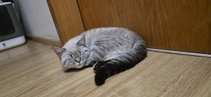 Junge Katze Geimpft und Entwurmt