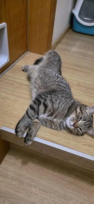 Junge Katze Geimpft und Entwurmt