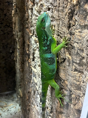 Brachylophus fasciatus (Fitschi Leguan) Bild 4