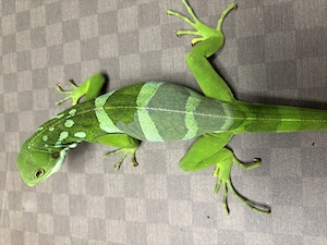 Brachylophus fasciatus (Fitschi Leguan) Bild 2