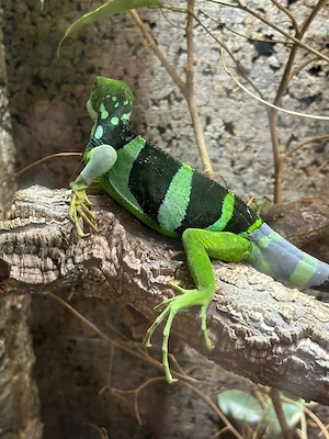 Brachylophus fasciatus (Fitschi Leguan) Bild 5