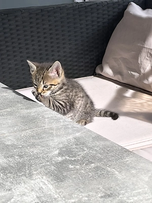 Baby Katze