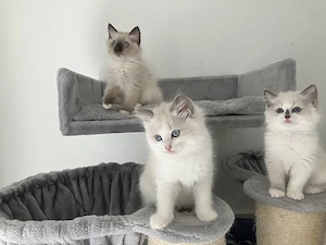 Wunderschöne Ragdoll Kitten abzugeben