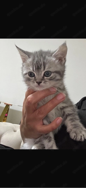 BKH Kitten Baby 2 Monate alt