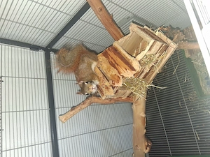 Eichhörnchen 1 Jahr alte 