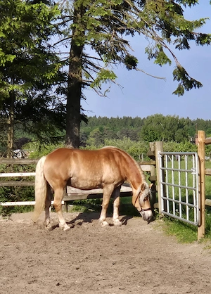 Hafi Stute 11Jahre  Bild 4
