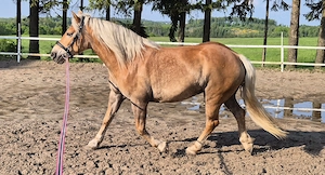 Hafi Stute 11Jahre  Bild 2