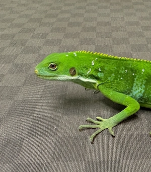 0.2 Brachylophus Fasciatus (Fitschi Leguan)
