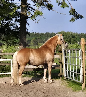Hafi Stute 11Jahre  Bild 3