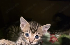 Bengal mix kitten zu verkaufen 