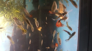 Bunter Guppy Mix (Männchen) abzugeben