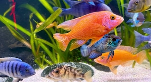 Aulonocara Fire Fish * Malawi Buntbarsch * Barsche
