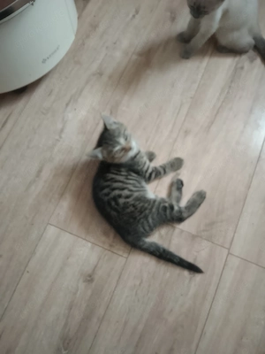 BKH Mischlinge kitten 